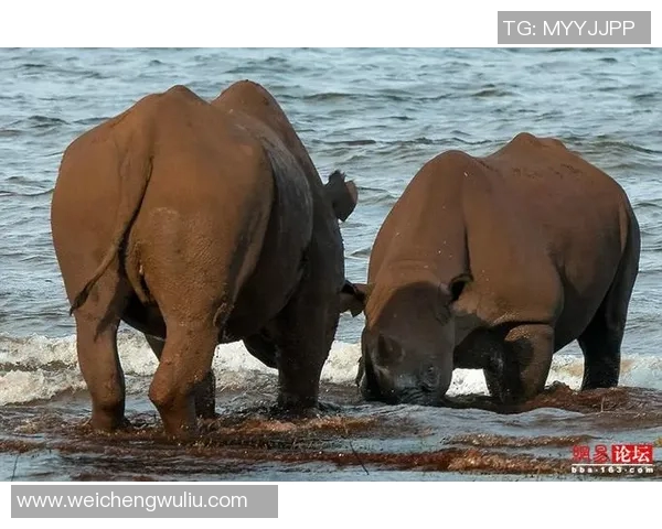 2019年7月7日埃及与南非激战回顾精彩瞬间与赛后分析